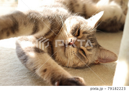 にやりとした表情で伸びをする猫アメリカンショートヘアブルータビー 79182223