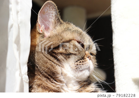 細目で遠くを見つめる猫アメリカンショートヘアブラウンタビー 79182228