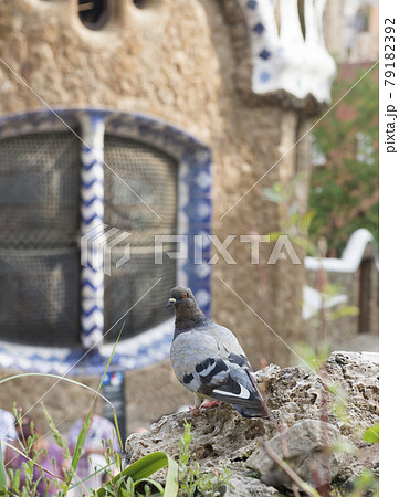 Dove in the Park Guell Dove in the Park Guell 79182392
