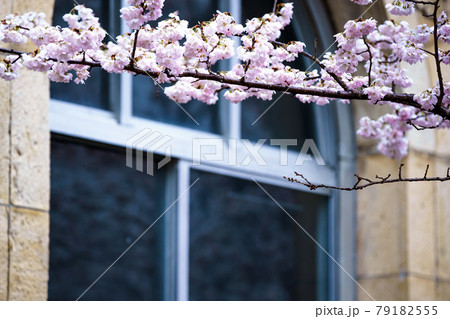 京都市左京区長徳寺のおかめ桜を撮影 京都市左京区長徳寺のおかめ桜を撮影 79182555