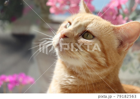 少しのけぞる窓辺の猫アメリカンショートヘアレッドタビー 79182563