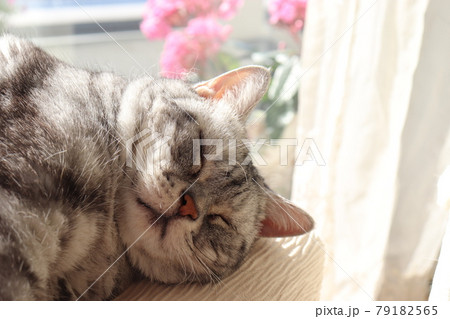 窓辺でふてぶてしく寝る猫アメリカンショートヘアシルバータビー 79182565