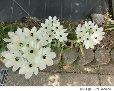 道路沿いに咲く オーニソガラム 初夏 79182828