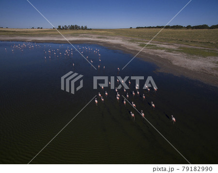 Flamingos flock,La Pampa, Patagonia Argentina Flamingos flock,La Pampa, Patagonia Argentina 79182990