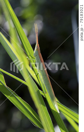 ススキの葉を食べるショウリョウバッタモドキのメス1の写真素材