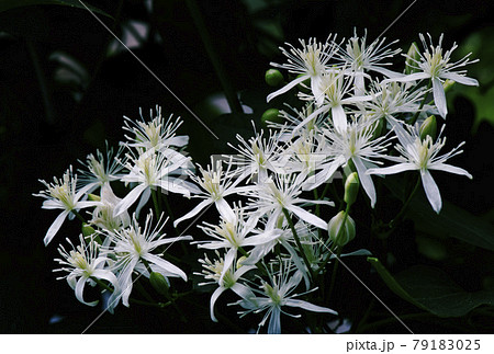 咲きそろったセンニンソウの花1 咲きそろったセンニンソウの花1 79183025