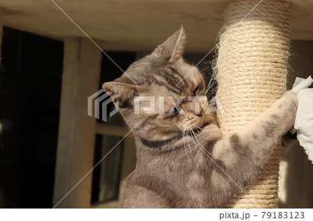 キャットタワーで暴れる猫アメリカンショートヘアブルータビー 79183123
