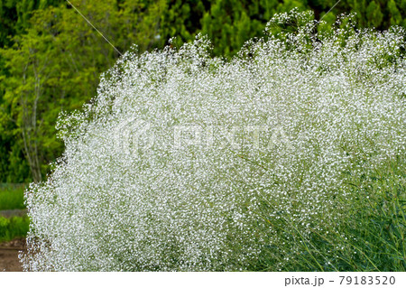 白い小さい花 カスミソウの写真素材 [79183520] - PIXTA