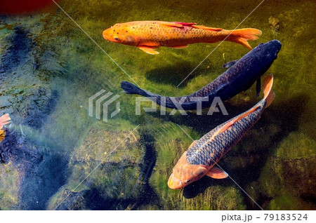池の鯉 池の鯉 79183524