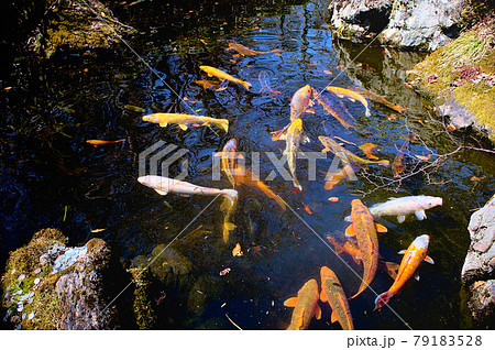 池の鯉 池の鯉 79183528