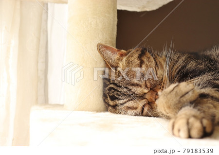 窓辺の日向ぼっこで熟睡する鼻ぺちゃ猫アメリカンショートヘアブラウンタビー 79183539