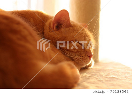 日差しに照らされる寝顔が美しい猫アメリカンショートヘアレッドタビーの写真素材