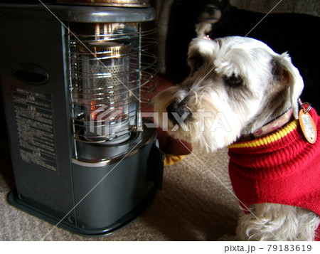 冬イメージ 寒がりでストーブの前に座る犬 ミニチュアシュナウザー の写真素材