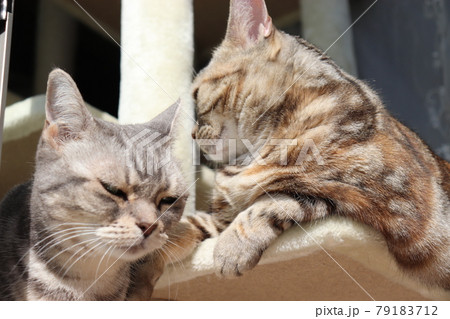 日向ぼっこの場所決めする猫達アメリカンショートヘアシルバーパッチドタビーブルータビー 79183712