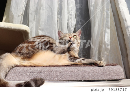 足の爪を手入れする猫アメリカンショートヘアシルバーパッチドタビー 足の爪を手入れする猫アメリカンショートヘアシルバーパッチドタビー 79183717