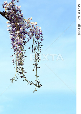 藤棚のフジの花 79183739