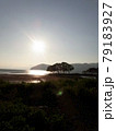 琵琶湖の木 79183927