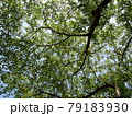 葉 79183930