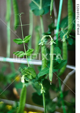 Pods of runner beans growing in garden, summer vegetable harvest Pods of runner beans growing in garden, summer vegetable harvest 79184053