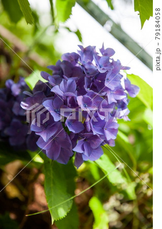 紫陽花3 79184058