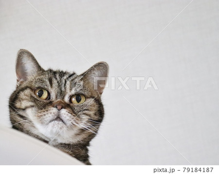 びっくり顔の鼻ぺちゃ猫アメリカンショートヘアブラウンタビー 79184187