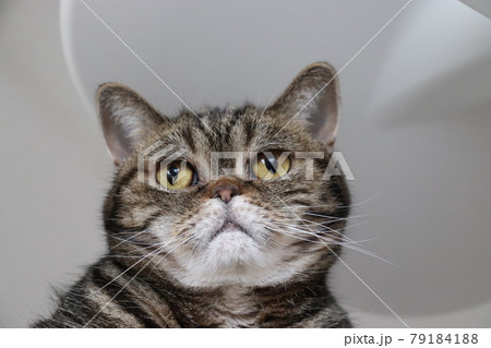 ぼーっとする鼻ぺちゃ猫アメリカンショートヘアブラウンタビー 79184188