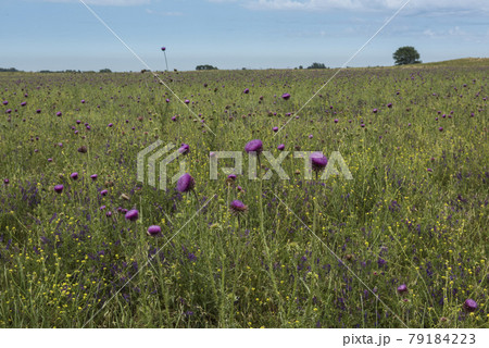 Wild flower background in Patagonia, Argentina Wild flower background in Patagonia, Argentina 79184223