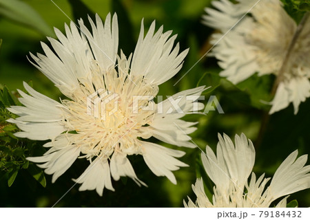 ストケシアの白い花 79184432