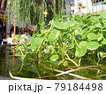 水上の植物 79184498