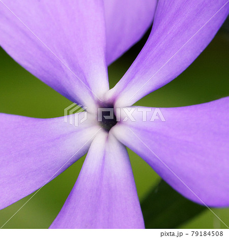 Close up of the greater periwinkle (vinca major). Five purple periwinkle petals, close-up. Close up of the greater periwinkle (vinca major). Five purple periwinkle petals, close-up. 79184508