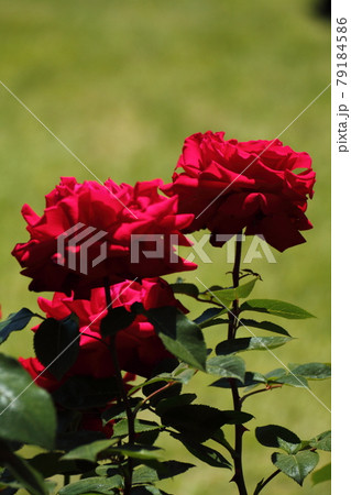 花の女王 花の女王 79184586