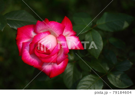 花の女王 79184604