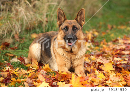 Nice German Shepherd in autumnの写真素材 [79184930] - PIXTA
