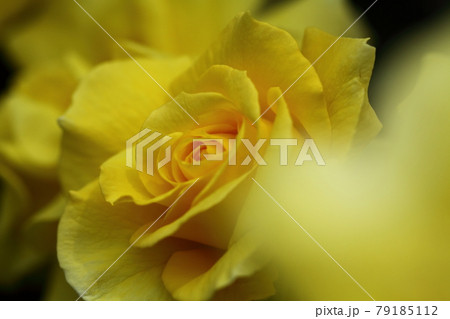 花の女王 79185112