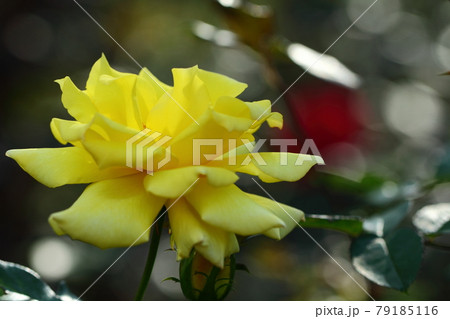 花の女王 79185116