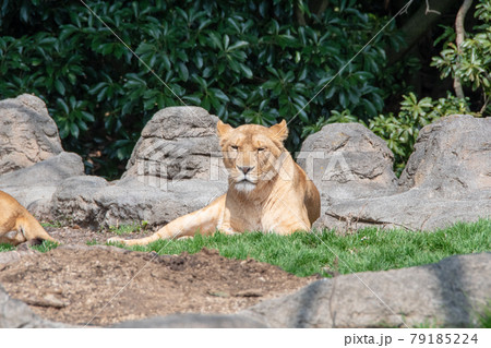 愛媛県立とべ動物園のライオン 愛媛県立とべ動物園のライオン 79185224
