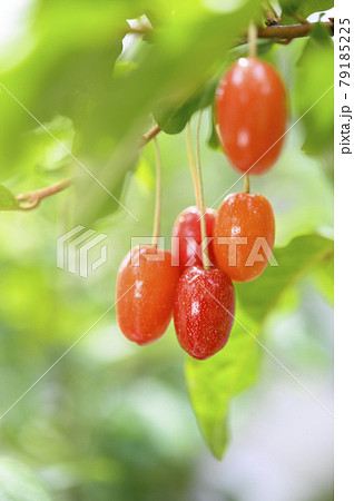 ビックリグミの果実 79185225