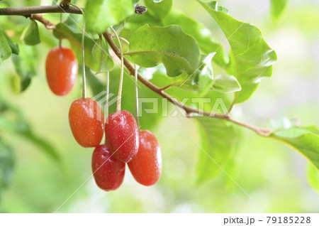 ビックリグミの果実 79185228