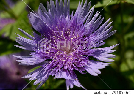 ストケシアの紫色の花 ストケシアの紫色の花 79185266