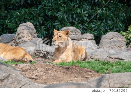 愛媛県立とべ動物園のメスライオン 79185292