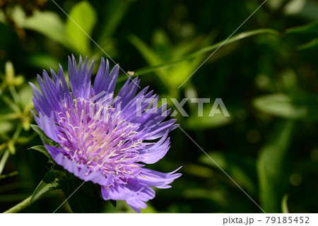 ストケシアの紫色の花 79185452