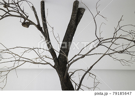 Branches of trees decorated in cafe Branches of trees decorated in cafe 79185647