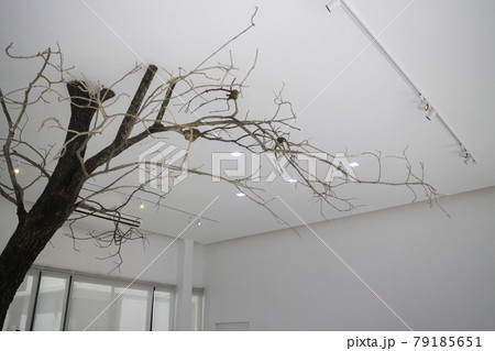 Branches of trees decorated in cafe 79185651