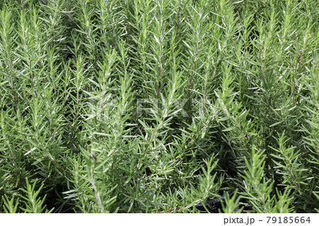 Bright spring leaves on the tree 79185664