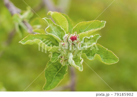 林檎の花の蕾みの写真素材