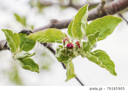 林檎の花の蕾み 林檎の花の蕾み 79185905