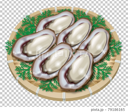 Illustration of oysters Illustration of oysters 79186165