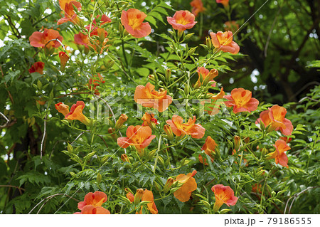 花 木 オレンジの写真素材