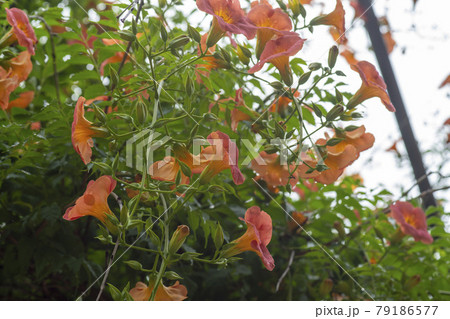 花 木 オレンジの写真素材