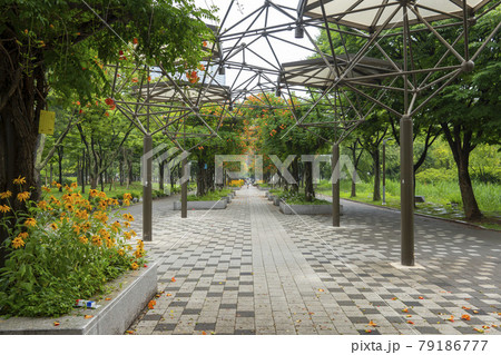 花 公園 木 79186777